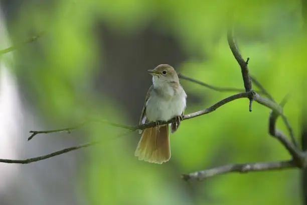 Common Nightingale perched in a tree in a city park in Berlin Germany,in a nice green forest atmosphere
