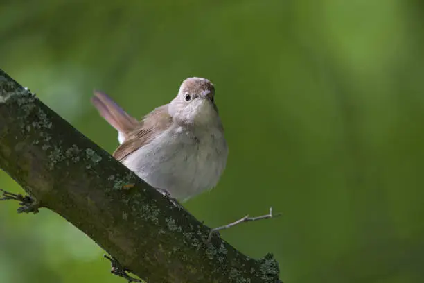 Common Nightingale perched in a tree in a city park in Berlin Germany,in a nice green forest atmosphere