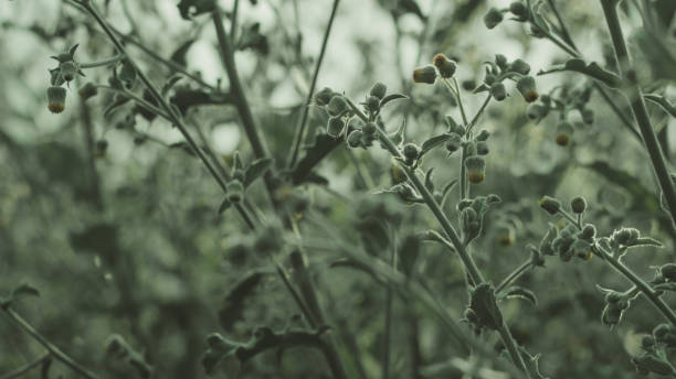 istock the green plant nature wallpaper 1167057885