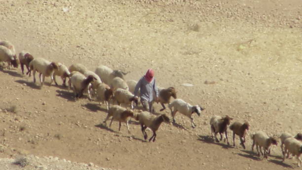 Shepherd and Herd in Jordan stock photo