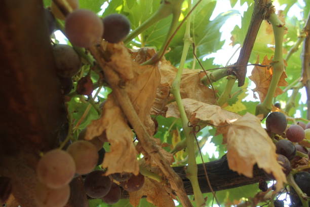 istock very beautiful ripe black grapes on the branch 1167058948