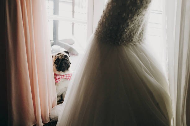 chien mignon de carlin dans le noeud papillon regardant la mariée dans la robe de mariage élégante dans la lumière douce près de la fenêtre dans la chambre d'hôtel. magnifique mariée avec son animal de compagnie. préparation du matin avant la cér - veil bride lace married photos et images de collection