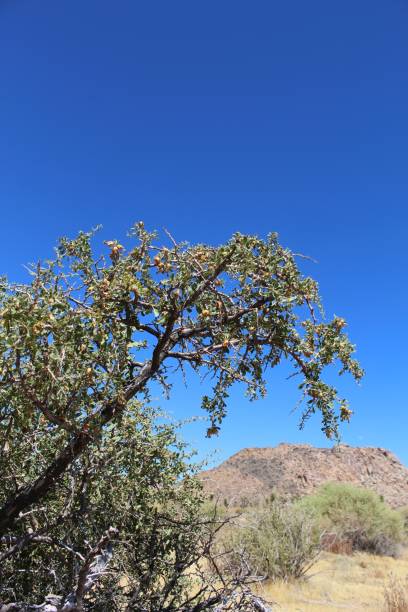 istock PEACH THORN - JOSHUA TREE NP - 071119 B 1167062027