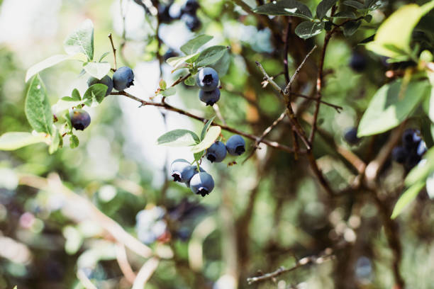 le buisson de myrtille chargé avec le fruit mûr de baie - blueberry picking freshness berry photos et images de collection