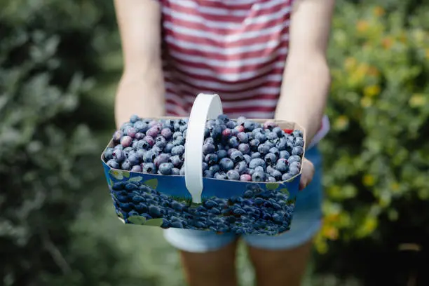 Photo of Picking  blueberries in an orchard