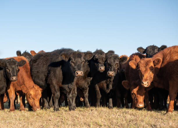 istock Herd of steers 1167064225