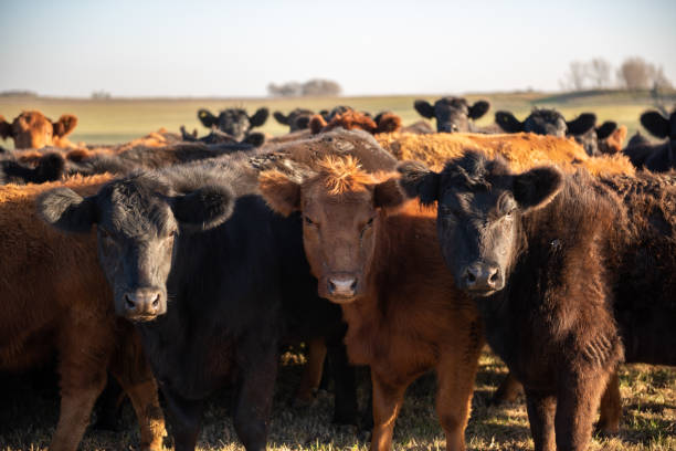 istock Herd of steers 1167064349