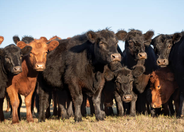istock Herd of steers 1167064405