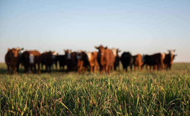 Herd of young cows Group of young steers in the meadow beef cattle feeding stock pictures, royalty-free photos & images