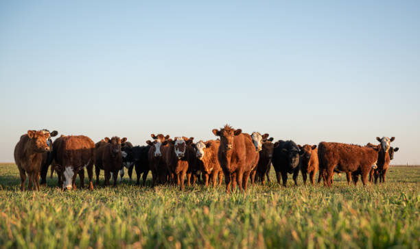 herde von ochsen, die in die kamera schauen - animals feeding stock-fotos und bilder