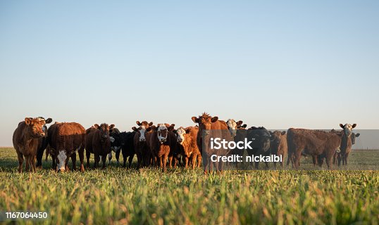 istock Herd of steers looking at camera 1167064450