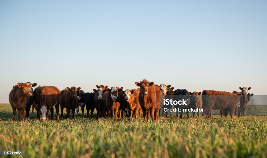 Herd of steers looking at camera Group of young steers in the meadow Cattle Stock Photo