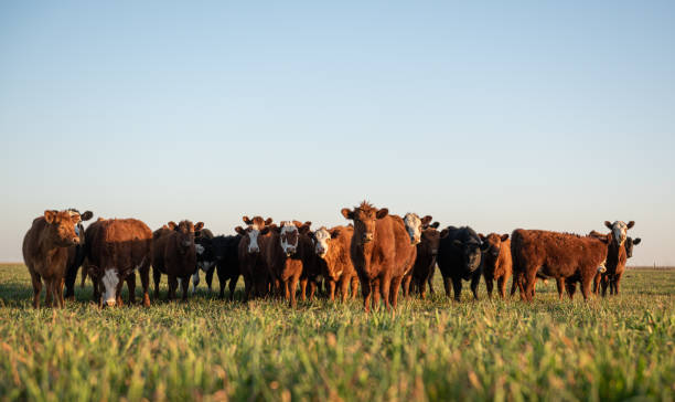 Herd of steers looking at camera Group of young steers in the meadow domestic cattle stock pictures, royalty-free photos & images