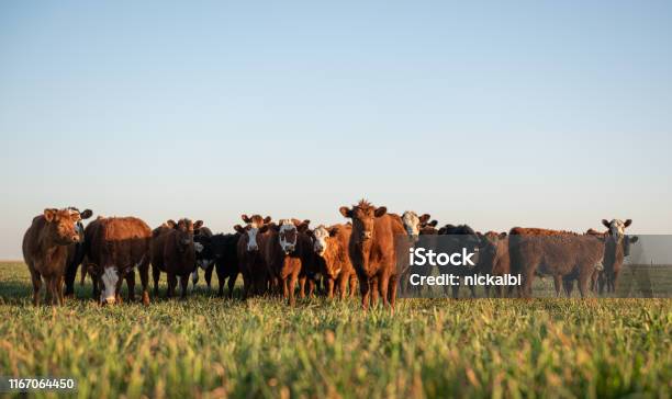 Herd Of Steers Looking At Camera Stock Photo - Download Image Now - Cattle, Domestic Cattle, Cow
