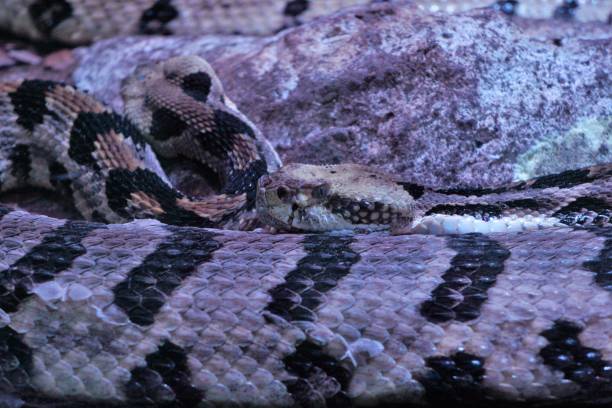 木材ガラガラヘビ - timber rattlesnake ストックフォトと画像