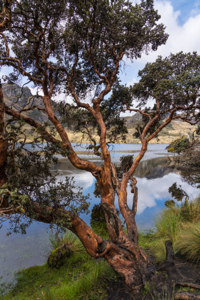istock National Park  Las Cajas Mountains 1167065935
