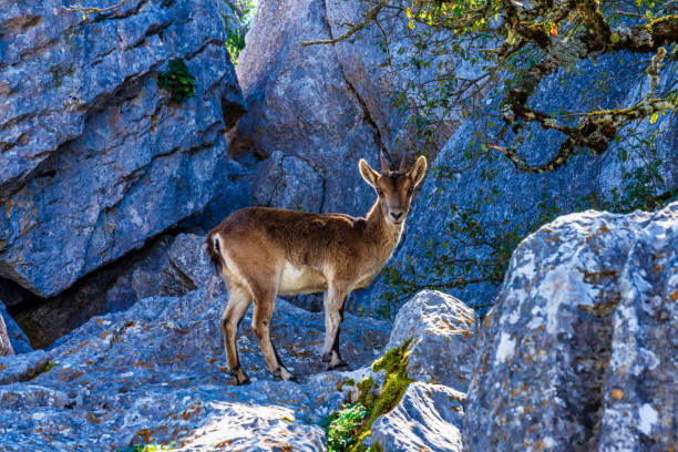 istock Spanish Ibex, Capra pyrenaica in Torcal de Antequera National Park, Spain 1167066017