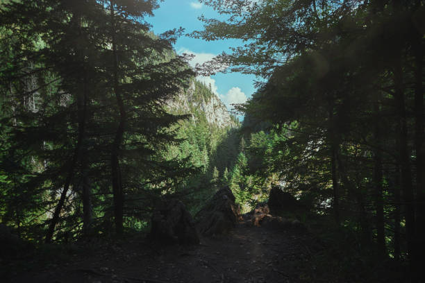 Beautiful view on top of the mountain, seeing the forest, mountains and trees