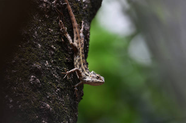 istock Chameleons include four-legged creeping things with long fingers