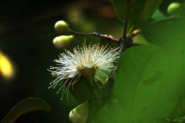 istock Flower Guava fruit will grow and bloom 1167069786