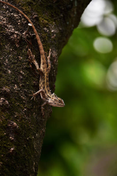 istock Chameleons include four-legged creeping things with long fingers