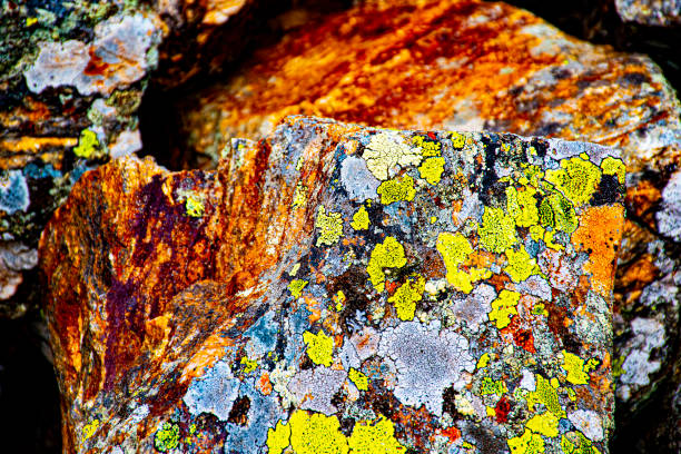 rhizocarpon geographicum yellow moss typical of the granite way on the Lagorai in the dolomites in Trento in the Italian Alps