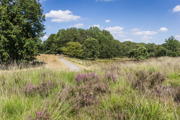 istock Purple Heather in National Park Dwingelderveld in Drenthe 1167072304