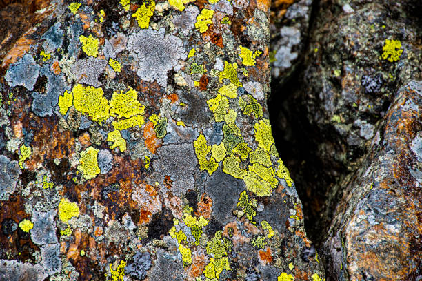 rhizocarpon geographicum yellow moss typical of the granite way on the Lagorai in the dolomites in Trento in the Italian Alps