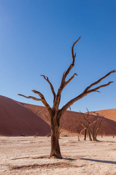 istock Dead trees in Namibia's Deadvlei. 1167075453
