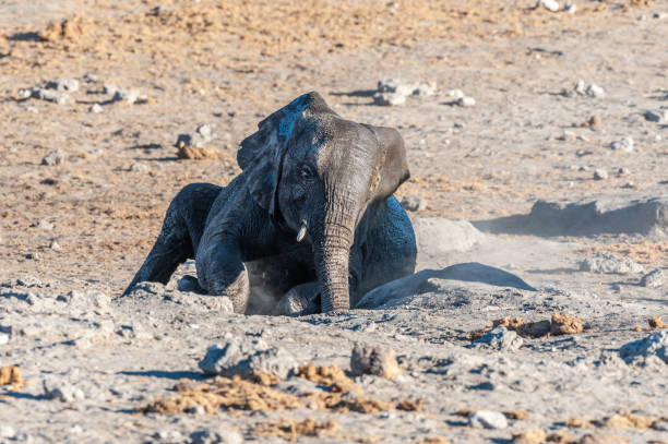 istock Baby elephant rolling over the ground. 1167076593