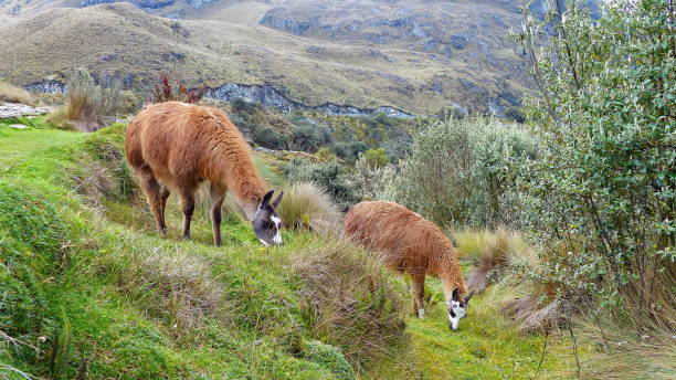 istock Llamas in Cajas National park, Ecuador 1167076792