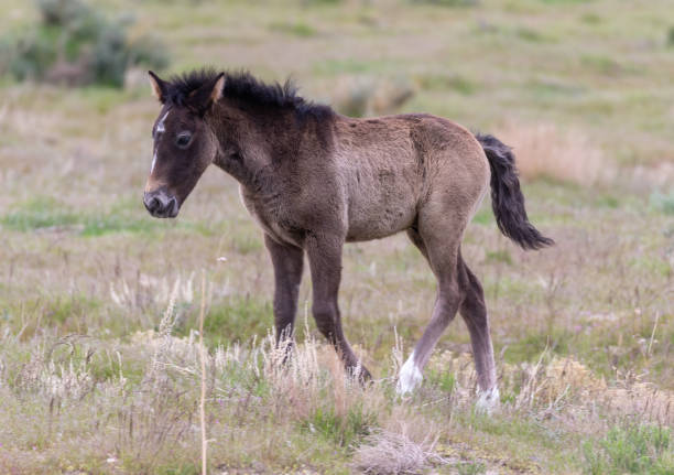 istock Cute Wild Horse Foal 1167079503