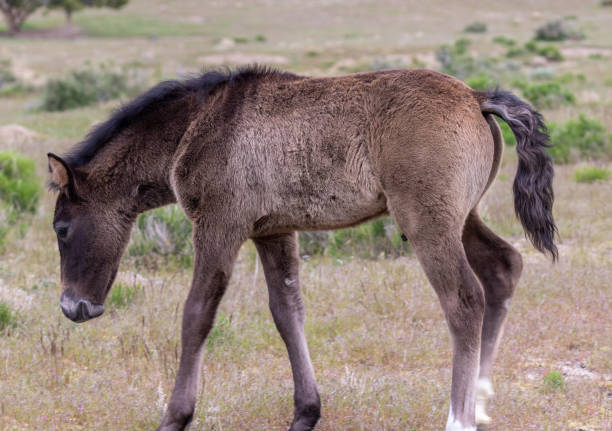 istock Cute Wild Horse Foal 1167079539