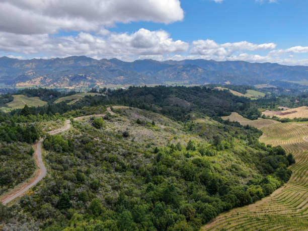vue aérienne du vignoble de napa valley pendant la saison d'été. - vineyard napa valley field in a row photos et images de collection