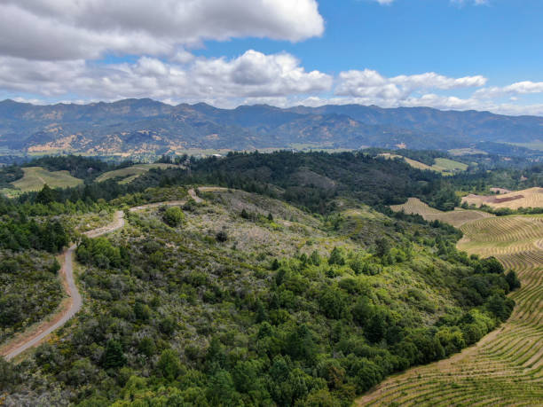 夏のシーズン中にナパバレーのワインブドウ園の航空写真。 - vineyard in a row crop california ストックフォトと画像