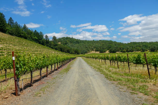 istock Vineyard in Napa Valley 1167081102