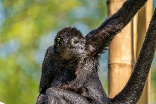 istock The black-headed spider monkey, Ateles fusciceps is a species of spider monkey 1167082031