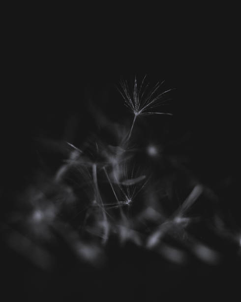 istock Pappus Parachutes, Dandelion Parachutes 1167083023