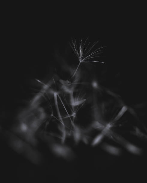 istock Pappus Parachutes, Dandelion Parachutes 1167083052