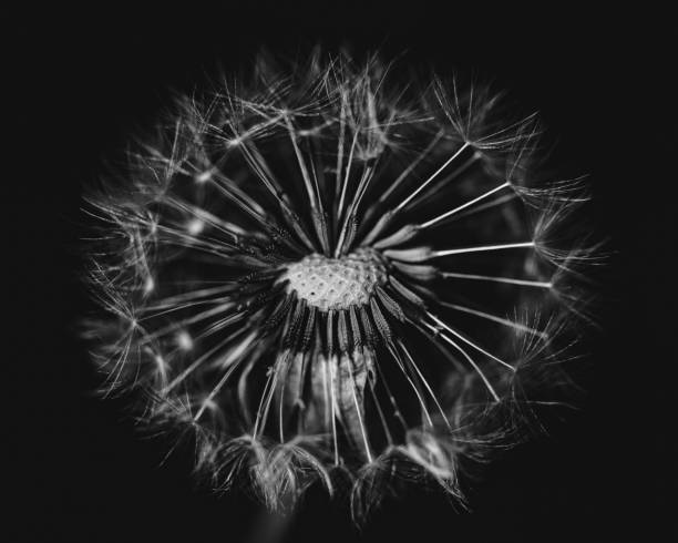 istock Pappus Parachutes, Dandelion Parachutes 1167083054