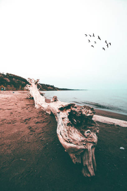 Driftwood Along the Shore of a Beach