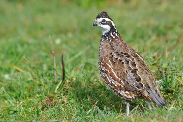 male Northern Bobwhite, Virginia Quail or Bobwhite Quail, Colinus virginianus, a ground-dwelling bird native to the United States, Mexico, and the Caribbean, and a favourite with gamebird shooters.