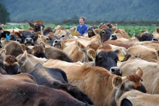 Musterer brings Jersey cows in from pasture to the milking shed, West Coast, New Zealand