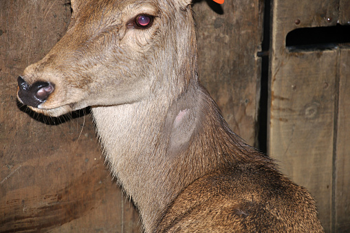 red deer hind with lump on shaved part of neck as a reaction to tuberculosis test, Westland, New Zealand