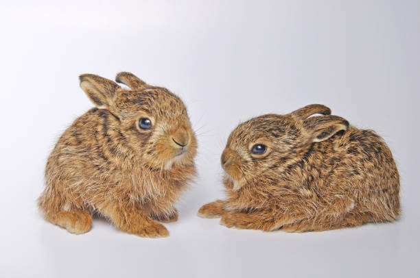 two leverets Young leverets, or European hare (Lepus europaeus), also known as the brown hare hare and leveret stock pictures, royalty-free photos & images