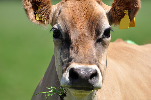 portrait of Jersey cow on pasture, West Coast, New Zealand
