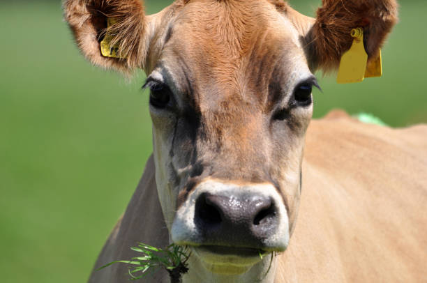 portrait of jersey cow - chew the cud imagens e fotografias de stock