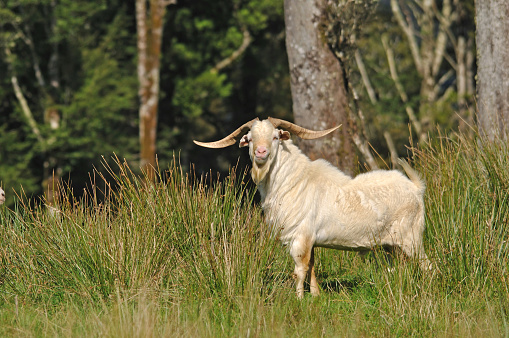 Proud billy goat with long horns, Westland, New Zealand