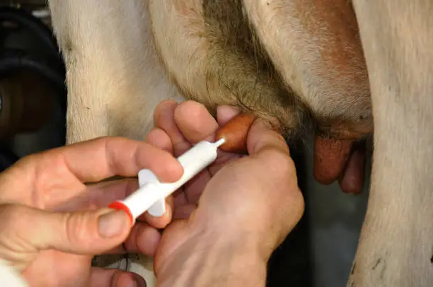 Farmer injects dry cow therapy into cow's teats at end of milking season, West Coast, New Zealand