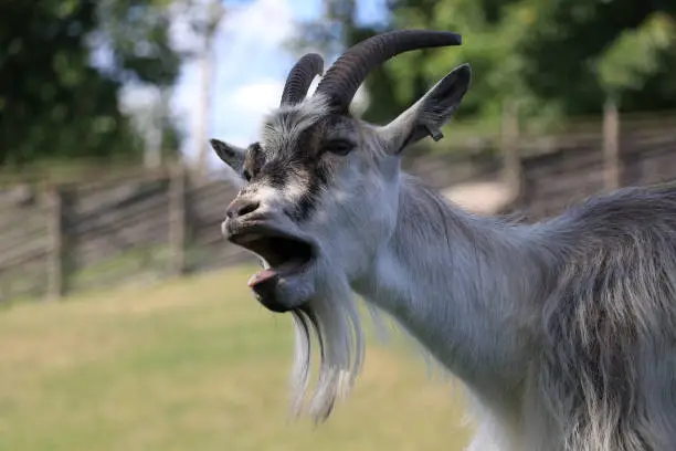 close-up of a goat that opens its mouth and bleats.